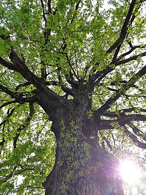 Lustenau-Hasenfeld-Quercus robur-06ESD.jpg