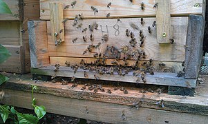 Bienenstock des Bienenzuchtvereins Rodaun im Jahr 2014